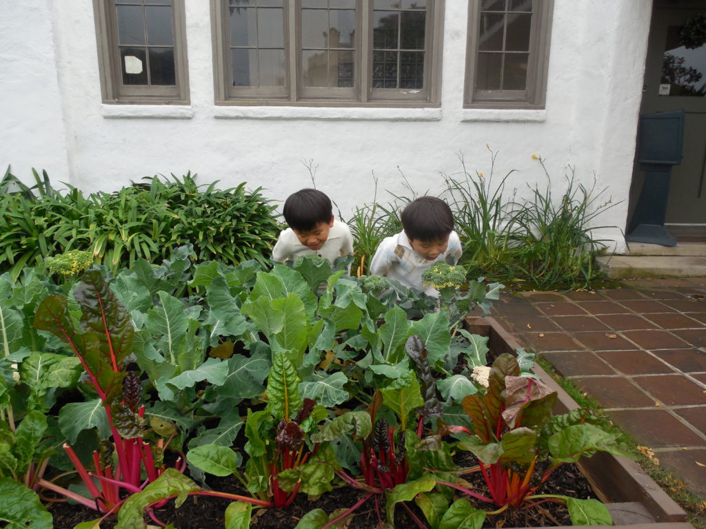 Kids harvest raspberries